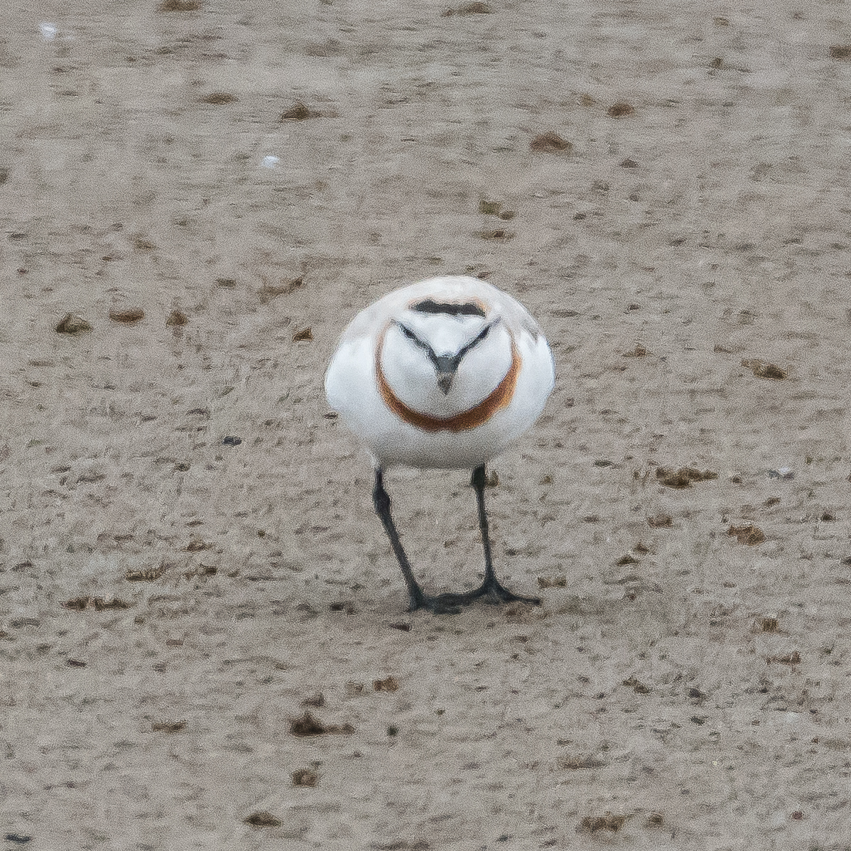 Gravelot élégant ou Pluvier élégant (Chesnut-banded plover, Charadrius pallidus), mâle adulte en plumage nuptial, Walvis bay, Namibie.